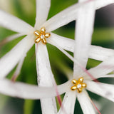 Pendientes Flor de Luz